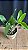 Epc. Siam Jade 'Avo' - Botoes Subindo - Imagem 2