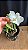 Cattleya Dolosa Alba - 2 Flores - Imagem 2