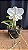 Cattleya Dolosa Albescens 1 - Perfeita - Imagem 1