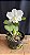 Cattleya Dolosa Albescens 2 - Perfeita - Imagem 1