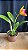 Blc. (Nobile's Wildfire x Goldenzelle) - Matriz - Imagem 2