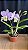 cattleya (montana spirit x samba parfait) - 2 frentes com flores - Imagem 1