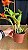 Blc. (Free Spirit x Hawaiian Prominence 'America') - Florida + 2 Espatas Florais (Forma PErfeita) - Imagem 2
