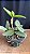 Cattleya Schilleriana Semi-Alba 'Super Green' - Botoes na Espata - Imagem 2