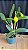 Cattleya Thong Suphan Gold - 2 Botoes + VAso CHeio - Imagem 2