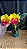 Cattleya Thong Suphan Gold - 2 Botoes + VAso CHeio - Imagem 1