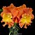 Cattleya Star of Siam 1 - 2 Botoes - Imagem 1