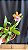 Miltonia Brasileira Hybrid 1 - Imagem 1