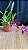 Miltonia Brasileira Hybrid 2 - Imagem 1