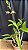 Dendrobium (Speciosum x Kingianum) 1 - Imagem 1