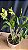 Dendrobium (Speciosum x Kingianum) 2 - Imagem 1