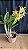 Dendrobium (Speciosum x Kingianum) 3 - Imagem 1
