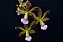 Encyclia Andrichii - Hastes Subindo - Imagem 1