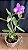 Cattleya Loddigesii Flamea 1 - Imagem 1