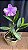 Cattleya Loddigesii Flamea 2 - Imagem 1