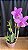 Cattleya Loddigesii Tipo 1 - Imagem 1