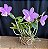 Cattleya Loddigesii Tipo 2 - Imagem 1
