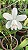 Cattleya Intermedia Albercens Punctata - 2 Frentes com Botoes - Imagem 1