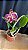 Blc. Durigan Aquarius 'Tetraploide' - 2 Flores - Imagem 2