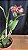 Blc. Durigan Aquarius 'Tetraploide' - 2 Flores - Imagem 1