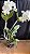 Cattleya Loddigesii Alba - 2 Frentes com Botoes (Gigante) - Imagem 1