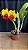 Blc. Alma Kee 'Tipmalee' - 3 Flores - Imagem 1