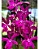 Guaricyclia Yucatan - Haste Floral - Imagem 1
