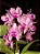 Cattleya Amethystoglossa 'Orchidglade' - Ultimas Remessas - LIMITADA - Imagem 1