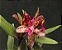 Blc. (Hawaiian Satisfaction x Hawaiian Galaxy) NCONF - Adulta - Imagem 1