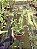 Dendrobium Amethystoglossum - Adulta - Imagem 2