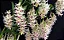 Dendrobium Amethystoglossum - Adulta - Imagem 1