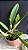 Cattleya Mossiae Alba 'Super White' 2 - 2 Frentes com Botoes - Imagem 2