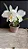 Cattleya Mossiae Alba 'Super White' 2 - 2 Frentes com Botoes - Imagem 1