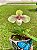 Paphiopedillum Hangianum - Vegetal - Imagem 1