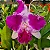 Lc. Aqui Finn 'Nature Best' 1 - 2 Frentes com Botoes - Imagem 1