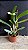 Lc. Aqui Finn 'Nature Best' 1 - 2 Frentes com Botoes - Imagem 2