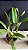 Lc. Aqui Finn 'Nature Best' 2 - 2 Frentes com Botoes + Espata Floral - Imagem 2