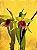 Laelia Pacavia 1 - 2 Espatas Florais (SEMENTEIRA) - Imagem 2
