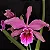 Laelia Pacavia 1 - 2 Espatas Florais (SEMENTEIRA) - Imagem 1