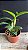Cattleya Loog Tone 'Orange' - Cacho de Botoes - Imagem 2