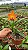 Cattleya Loog Tone 'Orange' - Cacho de Botoes - Imagem 1