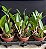 Blc. Durigan Poseidon - Limitadas - Imagem 2