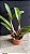 Blc. Memoria Crispin Rosales 2 - Brotacao (Vegetal Vermelho) - Imagem 2
