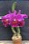 Blc. Memoria Crispin Rosales 2 - Brotacao (Vegetal Vermelho) - Imagem 1