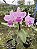 Cattleya Amethystoglossa - Limitada - Imagem 1