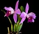 Cattleya (Purpurata Flamea x Sincorana) - Limitada - Imagem 1