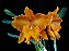 Blc. Suvarnabhumi Delight - Limitada - Imagem 1