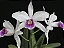 Laelia Purpurata Roxo Bispo - Limitada - Imagem 1