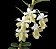 Dendrobium Uniflorum - Limitada - Imagem 1