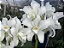 Cattleya Amethystoglossa Alba - Limitada - Imagem 1